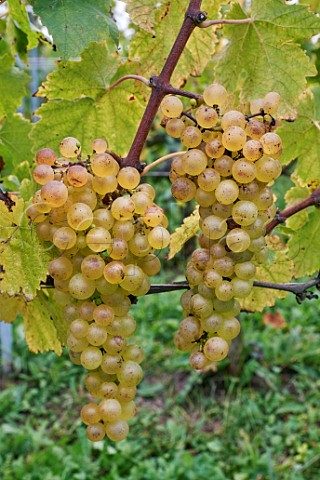Chasselas grapes in vineyard of Chteau La Tour de Marignan  Near Sciez HauteSavoie France  Cru Marignan