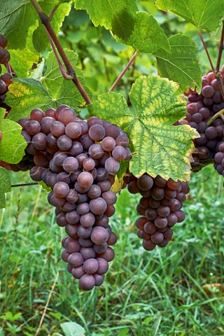 Pinot Gris grapes in vineyard of Les Vignes de Paradis Marcorens Ballaison HauteSavoie France  IGP Vin des Allobroges