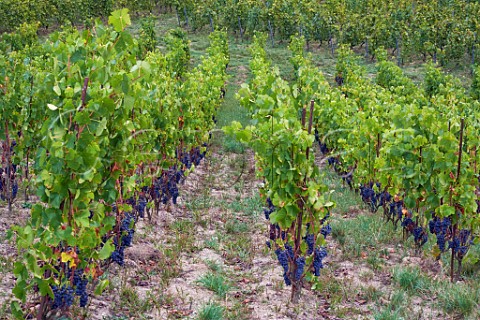 Mondeuse vines trained sur chalas in vineyard of Domaine Belluard Ayze HauteSavoie France