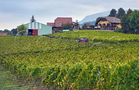 Pickers returning to the winery with crates of harvested Gringet grapes Domaine Belluard Ayze HauteSavoie France