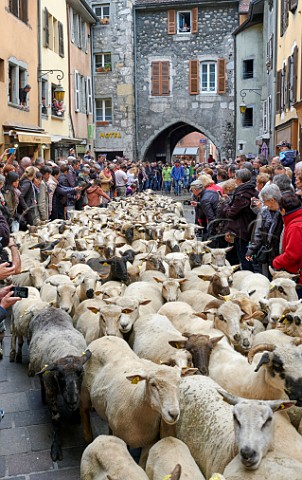Flock of sheep being herded through the streets during the Retour des Alpages festival Annecy HauteSavoie France