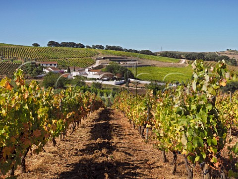 Touriga Nacional vineyard and winery of Quinta de Chocapalha Aldeia Galega Estremadura Portugal  Alenquer