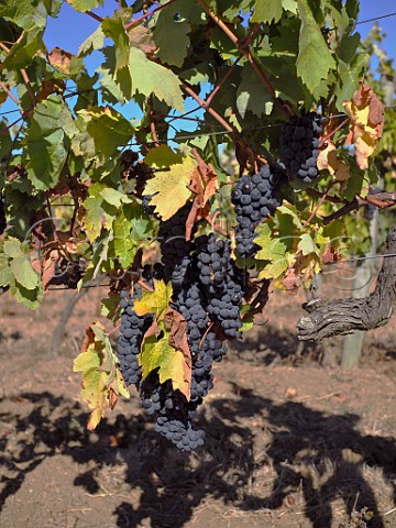 Syrah grapes in vineyard of Quinta de Chocapalha Aldeia Galega Estremadura Portugal  Alenquer
