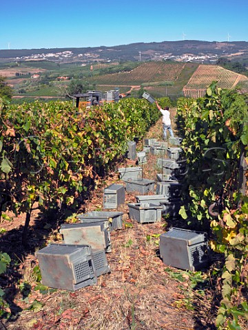 Putting crates out in vineyard ready for the harvest Quinta de Chocapalha Aldeia Galega Estremadura Portugal  Alenquer