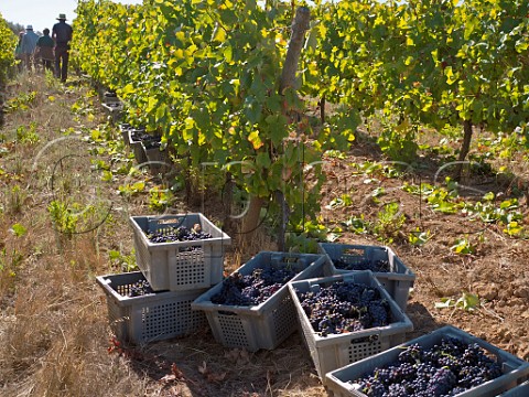 Crates of harvested Syrah grapes in vineyard of Quinta de Chocapalha Aldeia Galega Estremadura Portugal Alenquer