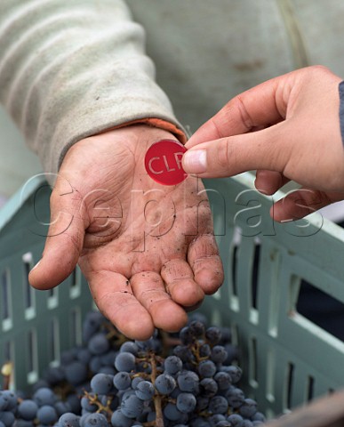 Token being given to picker CLP  Casa Lapostolle   Cabernet Sauvignon grapes of Clos Apalta Colchagua Valley Chile