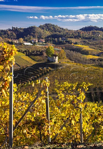 Arneis vineyard of Negro Angelo e Figli Monteu Roero Piemonte Italy Roero