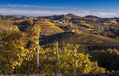 Arneis vineyard of Negro Angelo e Figli Monteu Roero Piemonte Italy Roero