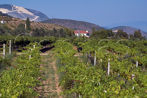 Vineyard at Baciky near Pamukova Sakarya province Turkey