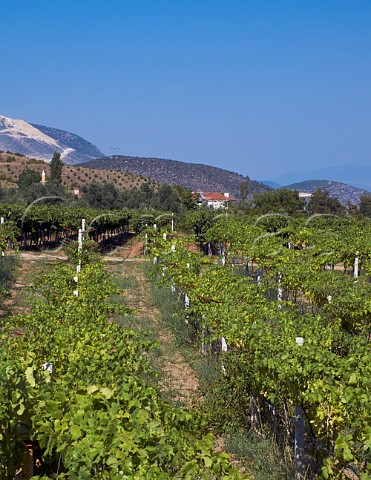Vineyard at Baciky near Pamukova Sakarya province Turkey