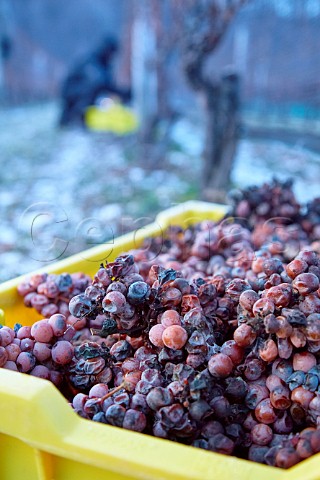 Picking Gewrztraminer grapes for Icewine temperature 12C in vineyard of Malivoire Wine Company Beamsville Ontario Canada  Niagara Peninsula