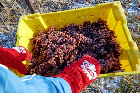 Crate of frozen Riesling grapes picked for Icewine in Frost Road Vineyard of Malivoire Wine Company Beamsville Ontario Canada  Vinemount Ridge  Niagara Peninsula