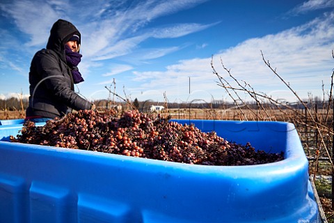 Harvesting frozen Riesling grapes temperature 12C for Icewine in Frost Road Vineyard of Malivoire Wine Company Beamsville Ontario Canada  Vinemount Ridge  Niagara Peninsula
