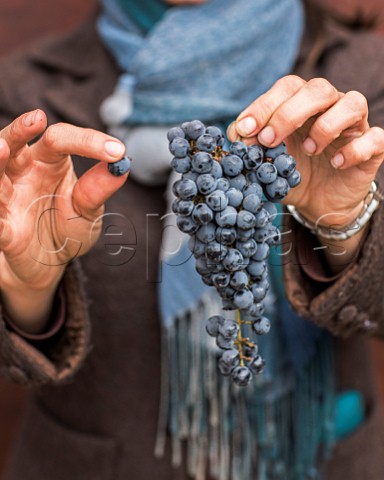 Holding bunch of Cabernet Sauvignon grapes at Clos Apalta winery of Lapostolle Colchagua Valley Chile