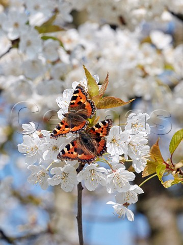 Pair of courting Small Tortoiseshell butterflies on Cherry flowers Hurst Meadows East Molesey Surrey UK