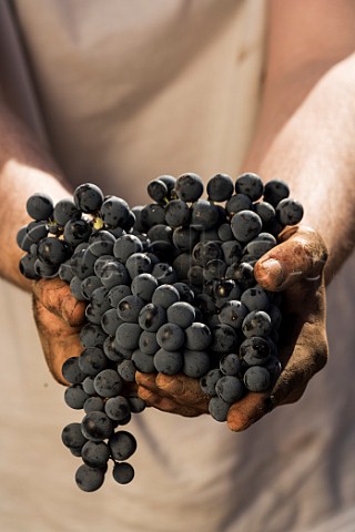 Holding bunch of harvested Carmnre grapes  Clos Apalta vineyard of Lapostolle Colchagua Valley Chile