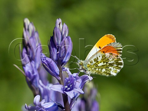 Orange Tip male nectaring on Bluebell flowers  Hurst Meadows East Molesey Surrey UK