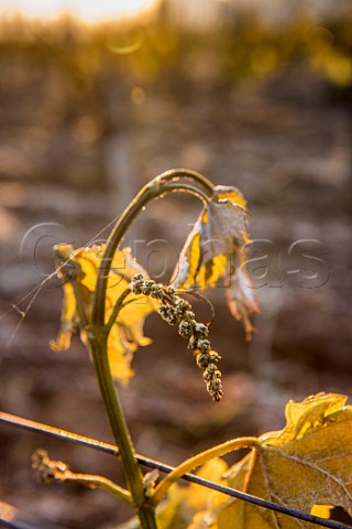 Frost damaged vine during the subzero temperatures of April 2017 Pomerol Gironde France  Pomerol  Bordeaux