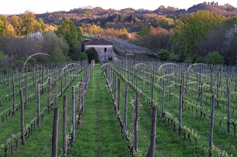 Vineyards of Le Piane in early spring  Boca Piedmont Italy  Boca