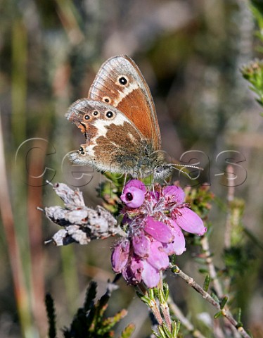 Large Heath at rest on Crossleaved Heath flowers The damage to its hindwings is due to a bird attack  the eye markings deflect the attention of Meadow Pipits  which feed on them so that the butterfly can escape  Whixall Moss Shropshire England