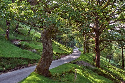 Road through forest in the Irfon Valley north of Abergwesyn Powys Wales