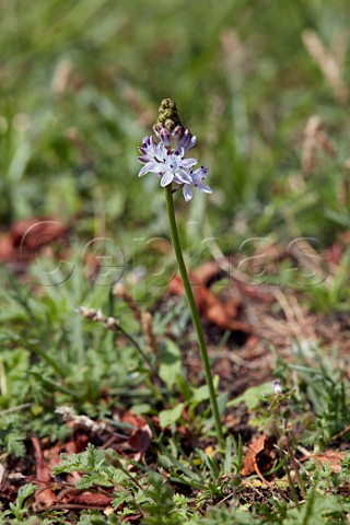 Autumn Squill Scilla Autumnalis in flower at Hurst Park West Molesey Surrey The only recorded location for it the county