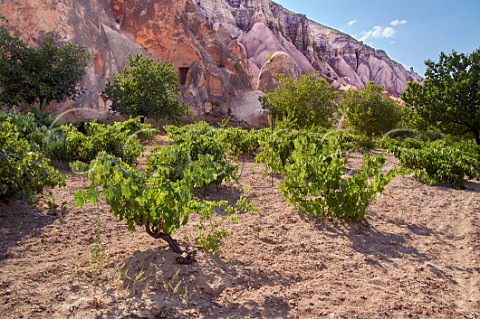 Vineyard and rock pinnacles near Zelve Cappadocia Turkey