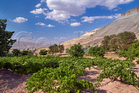 Vineyard near Zelve Cappadocia Turkey