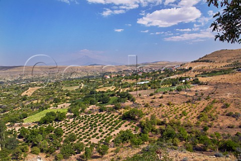 Vineyards at Ulasli with Mount Erciyes in distance Near Urgup Cappadocia Turkey