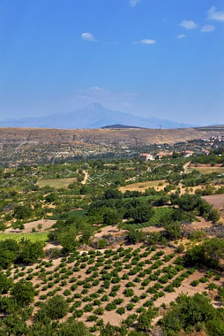 Vineyards at Ulasli with Mount Erciyes in distance Near Urgup Cappadocia Turkey
