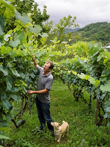 Archil Guniava inspects his Krakhuna vines in early summer Kvaliti Imereti region Georgia