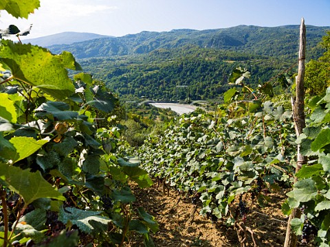 Vineyard of Murad Vatsadze above the Rioni River Patara Chorjo Racha region northwestern Georgia
