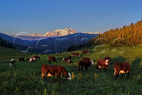 Abondance cows in meadow on the Col des Aravis altitude 1486m with Mont Blanc 40km in distance lit by the late evening sun  Near La Clusaz HauteSavoie France