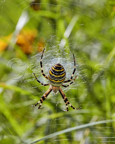 Wasp Spider on its web Hurst Meadows East Molesey Surrey UK