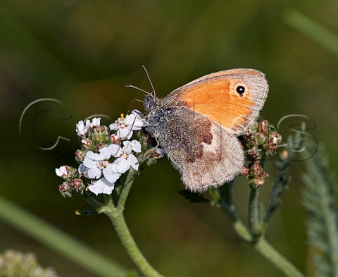 Small Heath nectaring on Yarrow flowers Hurst Meadows East Molesey Surrey UK