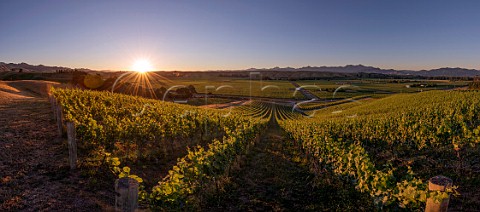 Sunset over hillside Pinot Noir vines of Greywacke Farm Vineyard with the Richmond Ranges in distance   Omaka Valley Marlborough New Zealand