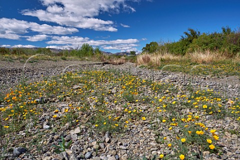 Californian Poppies flowering in the dry bed of the Fairhall River Fairhall Marlborough New Zealand