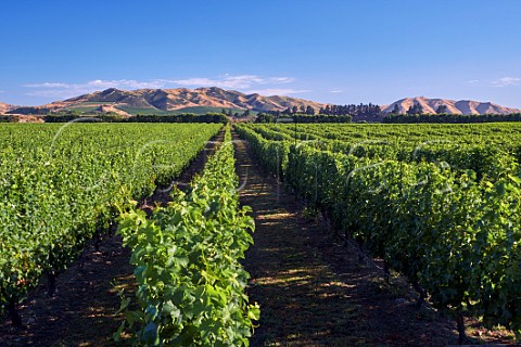 Wakefield Downs vineyard of Babich planted entirely with Sauvignon Blanc Seddon Marlborough New Zealand  Awatere Valley
