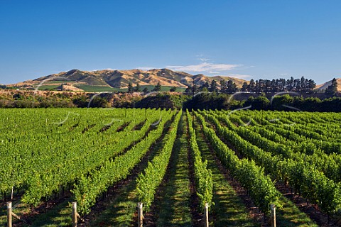 Wakefield Downs vineyard of Babich planted entirely with Sauvignon Blanc Seddon Marlborough New Zealand  Awatere Valley