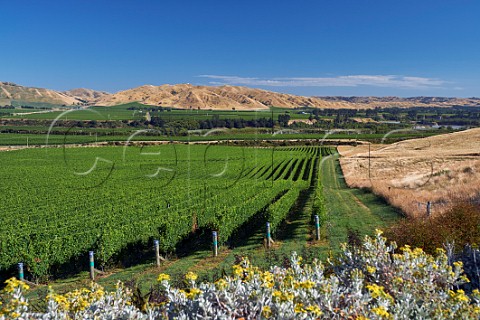 Vineyard of Brancott Estate by the Awatere River Seddon Marlborough New Zealand  Awatere Valley