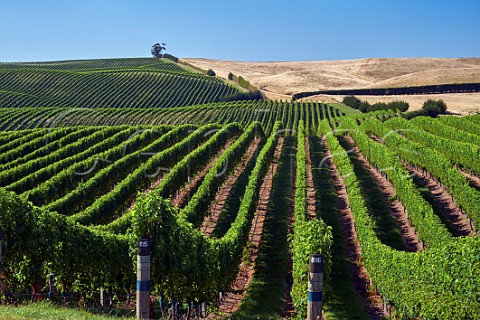Vineyards of Yealands Estate Seddon Marlborough New Zealand  Awatere Valley