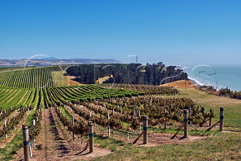 Vineyards of Yealands Estate above Clifford Bay Seddon Marlborough New Zealand  Awatere Valley