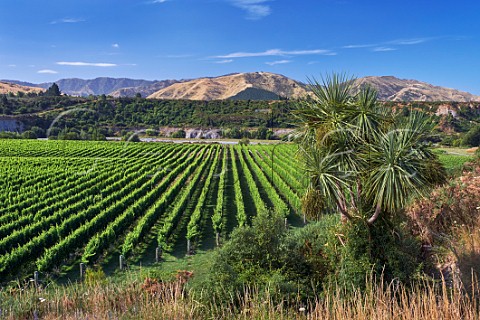 Tupari Vineyard above the Awatere River planted with Sauvignon Blanc which is contracted to Greywacke Seddon Marlborough New Zealand  Awatere Valley