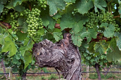 Sauvignon Blanc grapes before veraison on old vine in vineyard of Cloudy Bay Blenheim Marlborough New Zealand  Wairua Valley