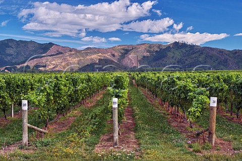 Sauvignon Blanc vineyard of Hunters Wines in the Wairau Valley Rapaura Marlborough New Zealand