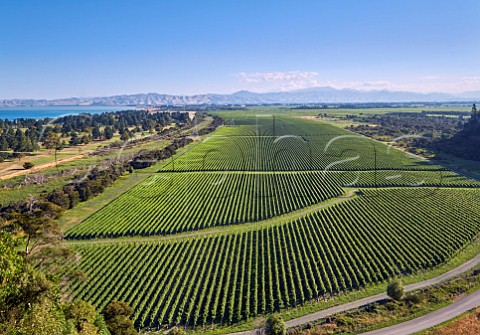Rarangi Vineyard of Wither Hills with Cloudy Bay and the mouth of the Wairau River beyond Rarangi Marlborough New Zealand