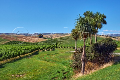 Cabbage Trees by Yarrum Vineyard of the Sutherland Family growers for Dog Point Greywacke and Nautilus  On the ridge between Ben Morven and Brancott Valleys Blenheim Marlborough New Zealand