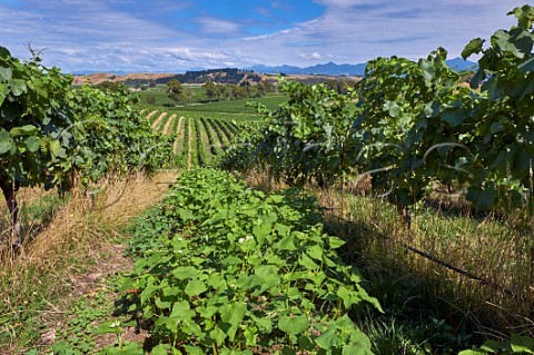Buckwheat cover crop planted between rows of Sauvignon Blanc to attract beneficial insects Yarrum Vineyard of the Sutherland Family  Brancott Valley Marlborough New Zealand