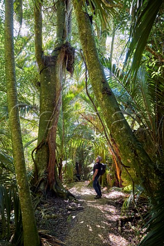 Tourist in The Grove Scenic Reserve  Clifton Nelson Tasman New Zealand