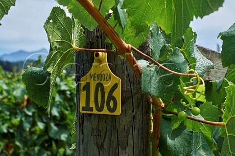 Mendoza clone Chardonnay vines in vineyard of Neudorf Upper Moutere Nelson New Zealand